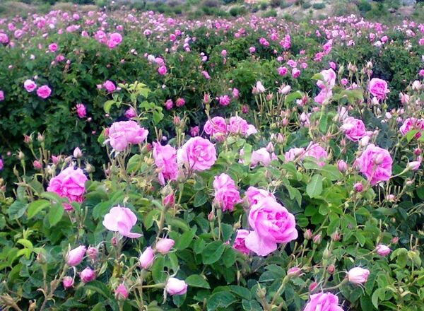 تولید گل محمدی در یزد ۲۵ درصد افزایش دارد
