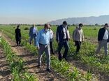  روند اجرای طرح انتخاب مشارکتی ارقام مختلف گندم در شهرستان ری
