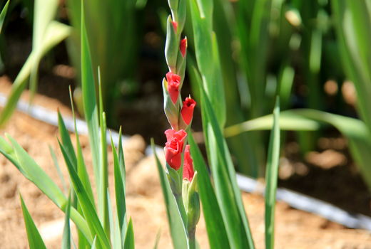 برداشت گل گلایول _شهرستان بروجن