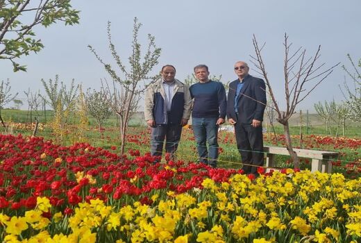 مزرعه گل‌های لاله و نرگس در روستای اسپره خون تبریز
