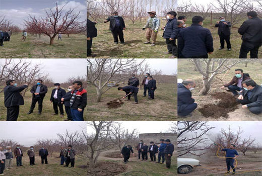 اجرای عملیات تغذیه با چالکود در 400 هکتار از باغات شهرستان اهر