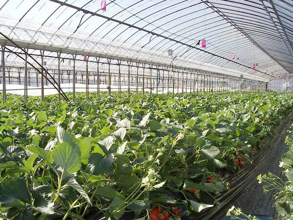 توسعه کشت گلخانه‌ای در اصفهان در اولویت قرار گرفته است