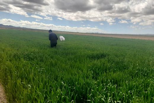 پایش میدانی مزارع غلات شاهرود برای کنترل آفات و علف‌های هرز