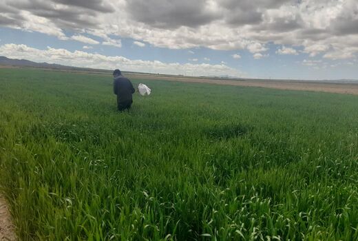 پایش میدانی مزارع غلات شاهرود برای کنترل آفات و علف‌های هرز