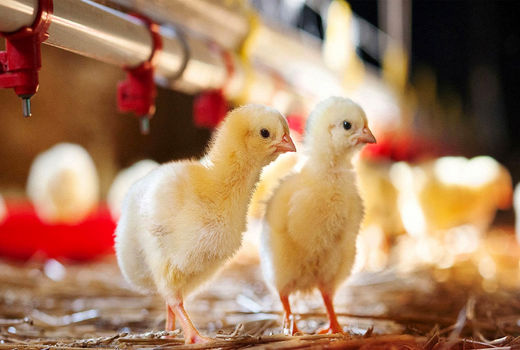 کاهش جوجه ریزی در مرغداری های چهارمحال و بختیاری