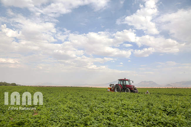 خلاقیت کشاورز خمین برای صرفه جویی آب