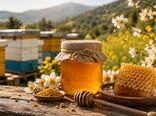 آذربایجان شرقی؛ قطب زنبورداری و فرآوری عسل کشور با بیش از یک میلیون کلنی