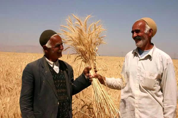  ۲۰۸ هزار هکتار از محصولات زراعی چهارمحال و بختیاری زیرچتر بیمه کشاورزی قرار گرفت