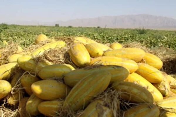 برداشت محصولات جالیزی داراب آغاز شد 