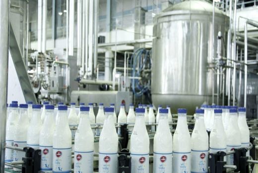 جهش تولید شیر با اجرای برنامه های اصلاح نژادی در خراسان شمالی