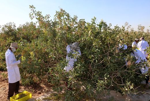 برداشت 130  هزار تن پسته از 215 هزار هکتار از باغات استان