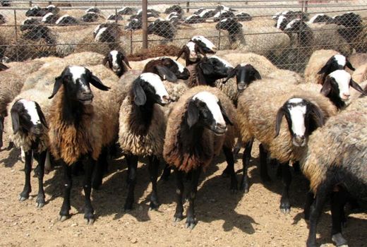 ۲۸ درصد علوفه مورد نیاز دام بین دامداران خراسان شمالی تامین شد 