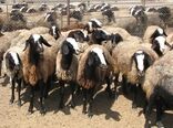 ۲۸ درصد علوفه مورد نیاز دام بین دامداران خراسان شمالی تامین شد 