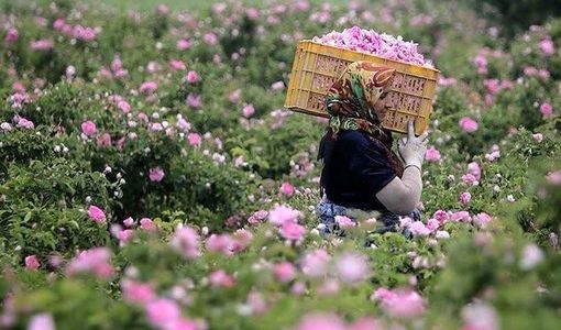 گلوگاه صادرات گل محمدی در بازاررسانی و فرآوری است / کیفیت گل محمدی قربانی افزایش عملکرد