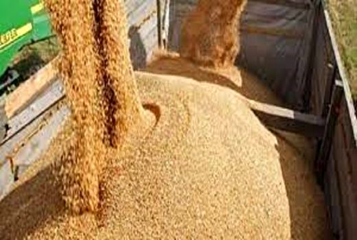 توزیع ۱۲۹ هزار تن نهاده دامی در استان اصفهان