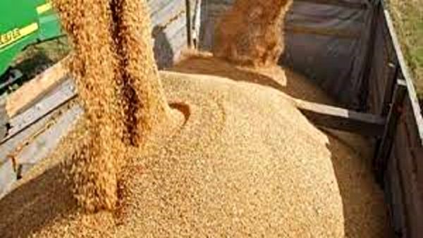 توزیع ۱۲۹ هزار تن نهاده دامی در استان اصفهان