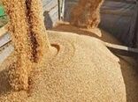 توزیع ۱۲۹ هزار تن نهاده دامی در استان اصفهان