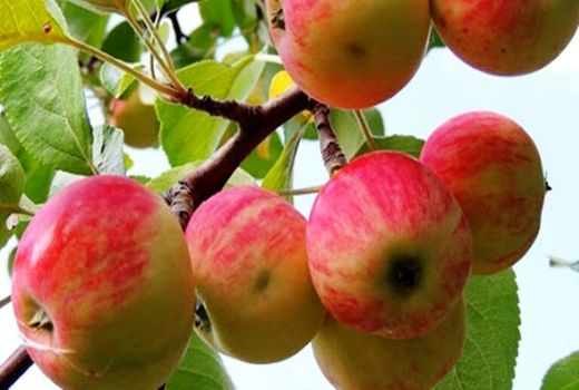 برداشت یک هزار تن سیب نوبر تابستانه در مراغه 