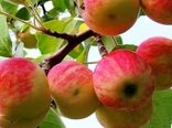 برداشت یک هزار تن سیب نوبر تابستانه در مراغه 