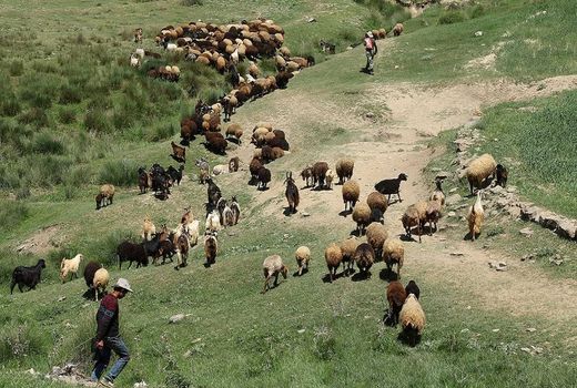 140 پروانه چرای دام در چهارمحال و بختیاری ابطال شد