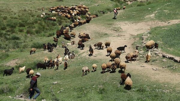 140 پروانه چرای دام در چهارمحال و بختیاری ابطال شد