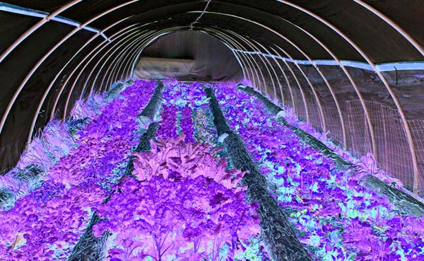 احداث ۸۵ هکتار گلخانه در رزن و درگزین 