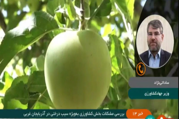 500هزار تن سیب درختی صادر شده است