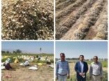 برداشت آنیون ست (بذرپیاز خوراکی ) از 65 هکتار مزارع شهرستان بردسیر 