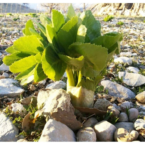 انقراض ریشه‌های بهاری گیاهان خوراکی 
