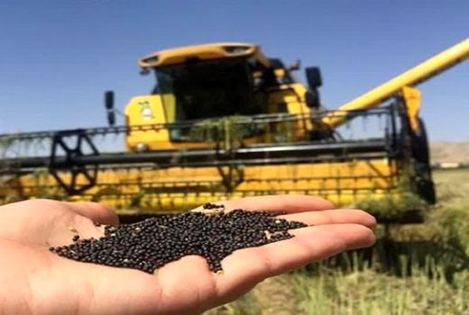 افزایش 15 درصدی تولید کلزا در فارس