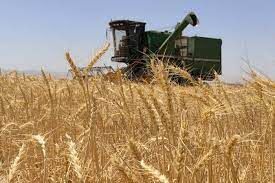 افزایش قیمت خرید گندم موجب اشتیاق گندم کاران خراسان شمالی برای تولید بیشتر محصول شد