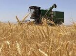 افزایش قیمت خرید گندم موجب اشتیاق گندم کاران خراسان شمالی برای تولید بیشتر محصول شد
