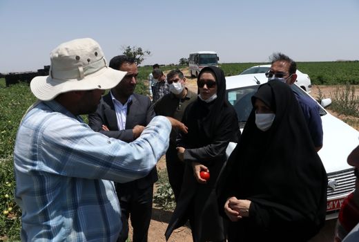 برداشت محصول گوجه فرنگی از مزارع استان  قزوین آغاز شد