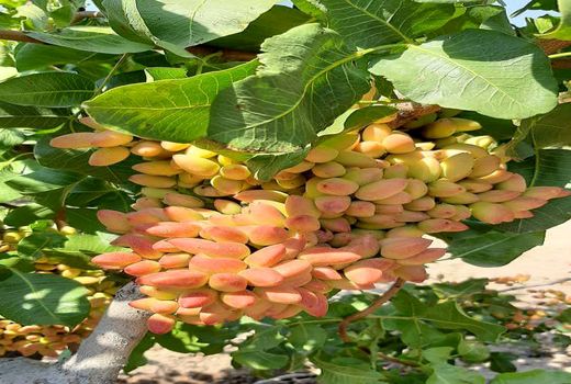 برداشت پسته از باغات شهرستان جلفا