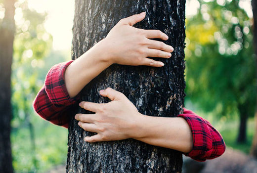 جنگل‌ها؛ ستون تمدن و زندگی بشر از گهواره تا لحد
