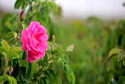 پیش‌بینی برداشت ۸۰ تن گُل محمدی از مزارع سمیرم