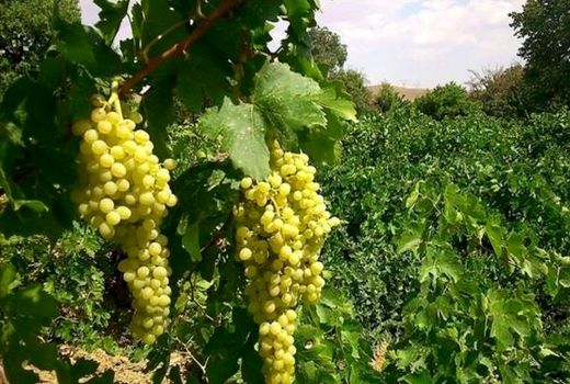 خبوشان، روستای نمونه فاروج برای اجرای طرح فراز تاکستان‌ها