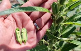 کنجد محصولی طلایی برای کشاورزی کم آب بر