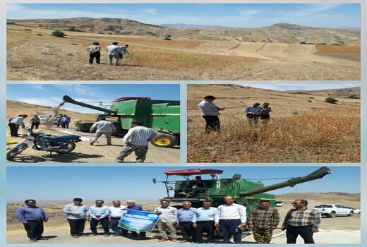 آغازبرداشت گلرنگ در شهرستان هوراند