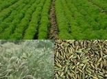 کاشت زیره سبز در 310 هکتار از اراضی کشاورزی استان البرز
