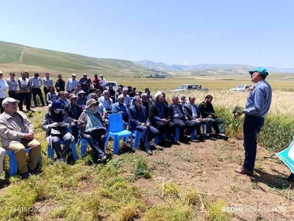 کشت عمود بر شیب در دیمزارها به اندازه یک نوبت بارندگی مؤثر، در افزایش عملکرد تأثیرگذار است