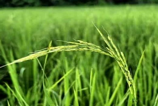 ظهور نخستین خوشه برنج در شالیزارهای ساری