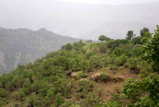 آغاز طرح مبارزه با آفت جوان‌خوار در جنگل‌های بلوط شهرستان لردگان