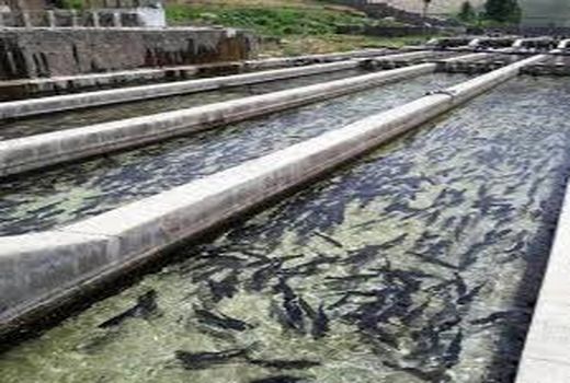 کمبود اعتبار مانع توسعه صنعت آبزی پروری خراسان شمالی