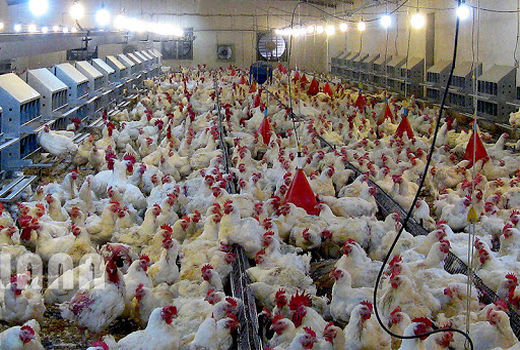 تجهیزات مرغداری‌های خراسان شمالی نیاز به نوسازی دارند