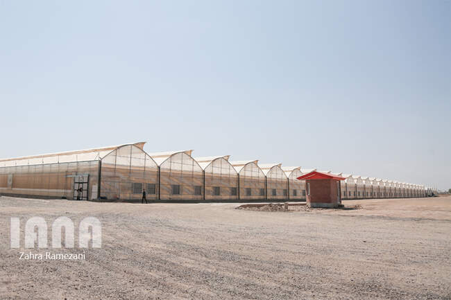 بزرگترین گلخانه هیدروپونیک