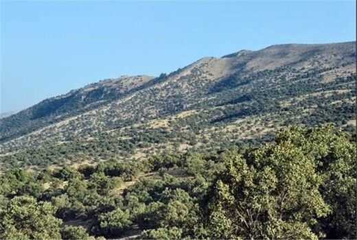  آفت و خشکسالی بلای جان جنگل‌ها