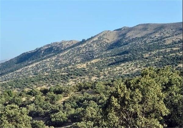 آفت و خشکسالی بلای جان جنگل‌ها