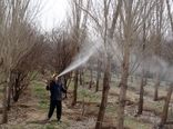 مزایای مبارزه شیمیایی زمستانه در سربیشه