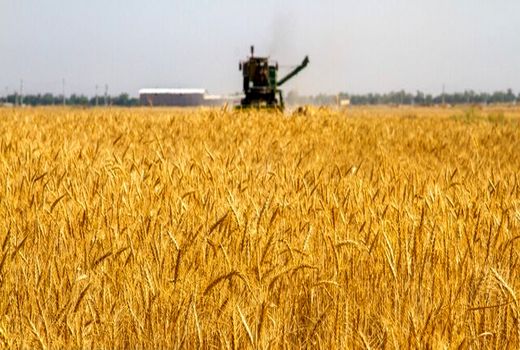 خرید تضمینی ۹۸ هزار و ۵۰۰ تن گندم در استان اصفهان